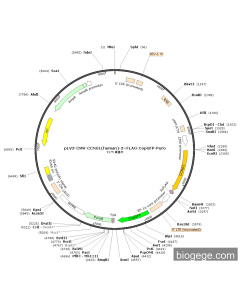 pLV3-CMV-CCNG1(human)-3×FLAG-CopGFP-Puro