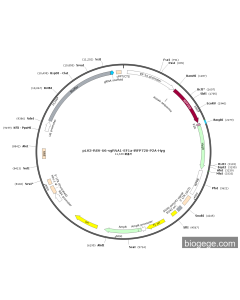 pLV3-RSV-U6-sgRNA1-EF1a-iRFP720-P2A-Hyg