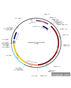 pTol2-ubiquitin-EGFP-nr5a1b(zebrafish)