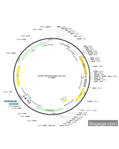 pCMV-GPX4(human)-HA-Neo
