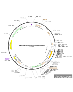 pLV3-CMV-2300009A05Rik(mouse)-HA-Puro