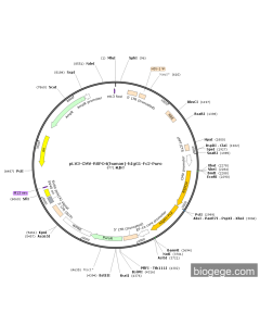 pLV3-CMV-RSPO4(human)-hIgG1-Fc2-Puro