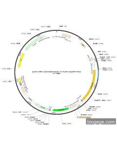 pLV3-CMV-Ccdc166(mouse)-3×FLAG-CopGFP-Puro