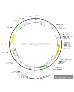pLV3-CMV-Casp7(mouse)-3×FLAG-CopGFP-Puro