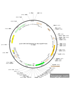 pLV3-CMV-EAF2(human)-8×His-CopGFP-Puro