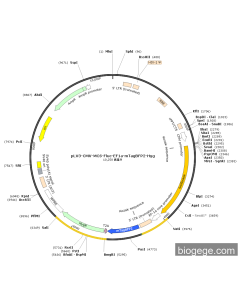 pLV3-CMV-MCS-Fluc-EF1a-mTagBFP2-Hyg