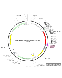 pCMV-MCS-P2A-mCherry-3×NLS(repeat-opt)-Neo
