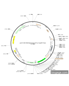 pLV3-CMV-Mir20a(mouse)-EF1a-CopGFP-Puro