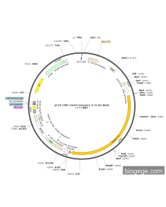pLV3-CMV-Card11(mouse)-3×FLAG-Blast