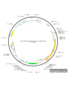 pLV3-CMV-NR4A2(human)-EF1a-CopGFP-Puro