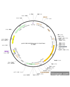 pLV3-CMV-KAT8(human)-3×FLAG-Puro