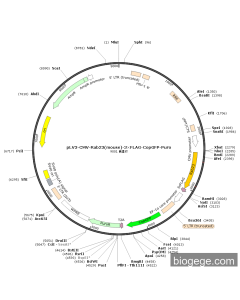 pLV3-CMV-Rab23(mouse)-3×FLAG-CopGFP-Puro
