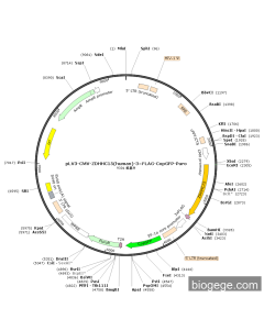 pLV3-CMV-ZDHHC15(human)-3×FLAG-CopGFP-Puro