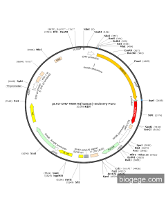 pLV3-CMV-WDR70(human)-mCherry-Puro