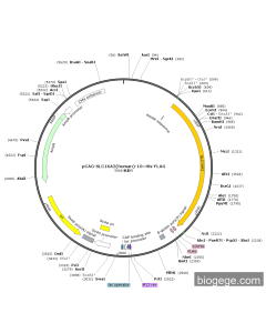 pCAG-SLC16A2(human)-10×His-FLAG