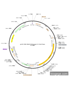 pLV3-CMV-HDAC10(human)-3×FLAG-Puro