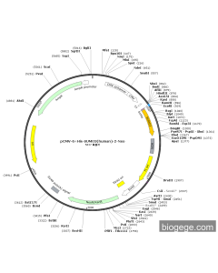 pCMV-6×His-SUMO3(human)-2-Neo