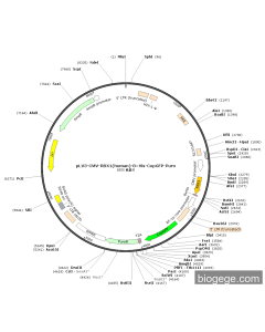 pLV3-CMV-RBX1(human)-8×His-CopGFP-Puro