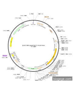 pLV3-CMV-Aspn(rat)-3×FLAG-Puro