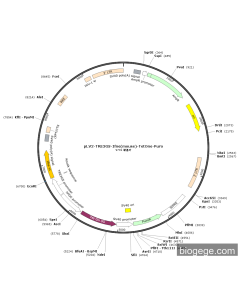 pLV2-TRE3GS-Ifne(mouse)-TetOne-Puro