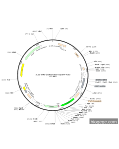 pLV3-CMV-DMBT1(human)-circRNA-CopGFP-Puro
