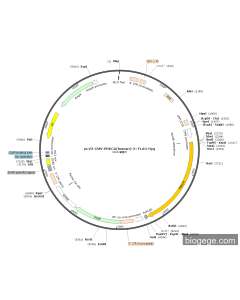 pLV3-CMV-PRKCA(human)-3×FLAG-Hyg