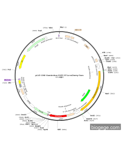 pLV3-CMV-SomArchon-EGFP-EF1a-mCherry-Puro