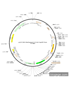 pLV3-CMV-Gfer(human)-3×FLAG-CopGFP-Puro