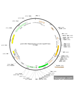pLV3-CMV-Thtpa(mouse)-3×FLAG-CopGFP-Puro