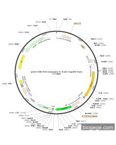 pLV3-CMV-Prr11(mouse)-3×FLAG-CopGFP-Puro