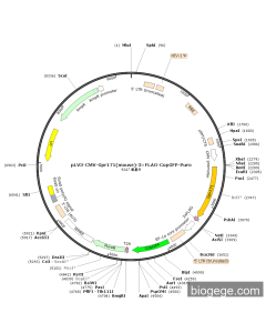pLV3-CMV-Gpr171(mouse)-3×FLAG-CopGFP-Puro
