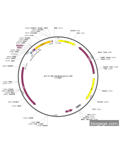 pT7-6×His-Ifng(mouse)-6×His