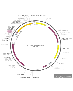 pT7-6×His-Tnf(mouse)-6×His