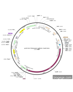 pLV3-U6-Th(mouse)-sgRNA1-Cas9-Puro