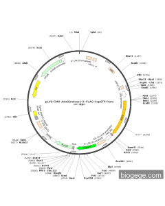 pLV3-CMV-Actr2(mouse)-3×FLAG-CopGFP-Puro