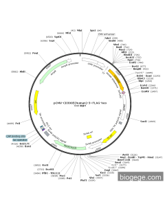 pCMV-CD300E(human)-3×FLAG-Neo