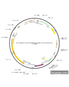 pLV2-TRE3GS-3×FLAG-NOTCH2(human)(1698-2471aa)-TetOne-Puro