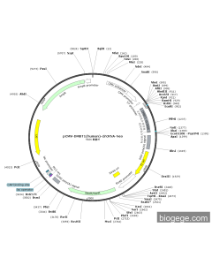 pCMV-DMBT1(human)-circRNA-Neo