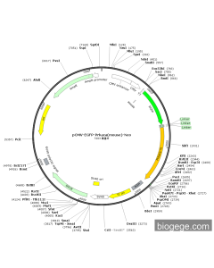 pCMV-EGFP-Prkaca(mouse)-Neo