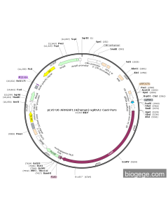 pLV3-U6-ARHGAP11A(human)-sgRNA1-Cas9-Puro