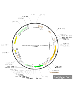 pLV3-CMV-PRSS23(human)-3×FLAG-CopGFP-Puro