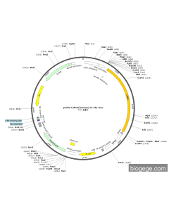 pCMV-LMNA(human)-8×His-Neo