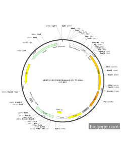 pBiFC-FLAG-PDHB(human)-VN173-Puro