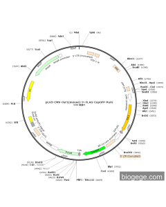 pLV3-CMV-Osr1(mouse)-3×FLAG-CopGFP-Puro