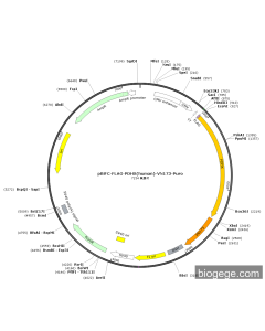 pBiFC-FLAG-PDHX(human)-VN173-Puro