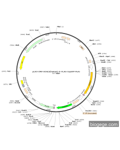 pLV3-CMV-UCHL5(human)-3×FLAG-CopGFP-Puro