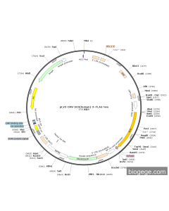 pLV3-CMV-SCD(human)-3×FLAG-Neo