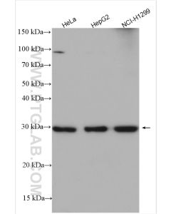 SLC25A1 Polyclonal antibody proteintech 15235-1-AP