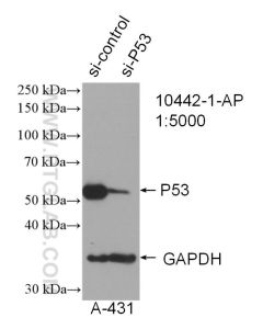 P53 Polyclonal antibody proteintech 10442-1-AP
