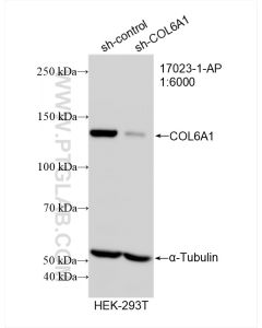 COL6A1 Polyclonal antibody proteintech 17023-1-AP